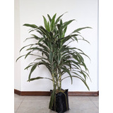 Palo De Brasil Variegado, Planta ( Dracaena ) Más Semillas