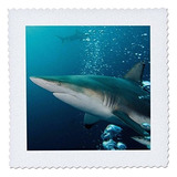 Edredón 3d Rose Oceanic Black Tip Shark Y Remora Sudáfri