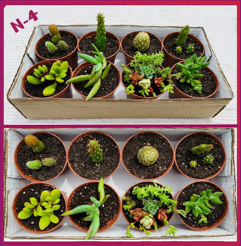 Cajas Regalo De Mini Macetas Con Bellas Suculentas Y Cactus