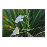 Dietes, Hermosas Flores