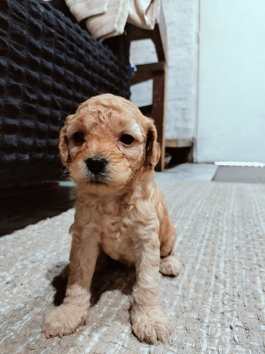 Cachorros Poodle Apricot