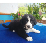 Cachorros Border Collie Perros En Venta Cúcuta Pets