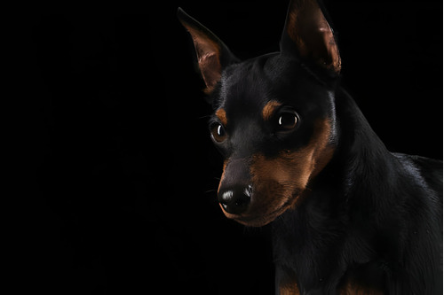 Cachorros Pinscher Miniatura Con Registro Perros 