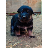 Cachorros Pastor Alemán Ddr 