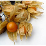 Semillas Golden Berry O Physalis