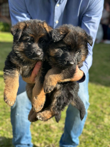 Consulta Perros Cachorros Ovejeros Alemanes