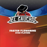 Semillas El Gaucho Faster (x4) | Bsf Seeds /ciclo 6 Semanas