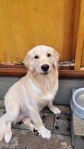 Golden Retriever Macho 8 Meses