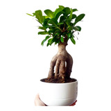 Ficus Microcarpa Ginseng Pote 15