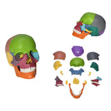 Modelo Anatómico Cráneo 1:2 Colores Didáctico Desarmable