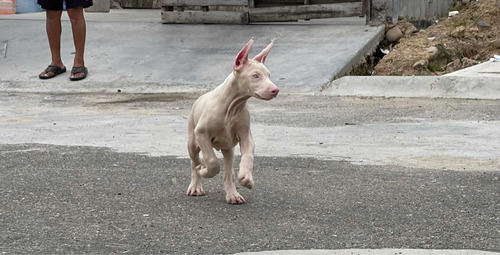 Perros Doberman Albino