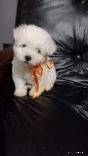 Cachorros Bichon Frise Con Fca Certificado 