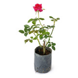 Planta De Exterior Rosa Fucsia Rosales En 3 Litros