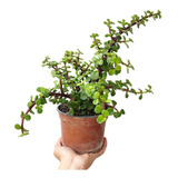 Jade Suculenta - Planta Abundancia Y Prosperidad