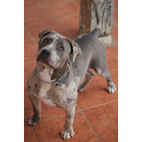 American Bully Xl Merle Y Blue Fawn 7 Meses Cachorros