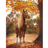 Kit De Pintura Con Diamantes 5d Caballo Poni 30x40 Cm