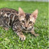 Gato Bengal Gatitos Bengali Brown Spotted Sangre Importada