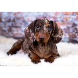 Dachsund Salchicha   Kaninchen Pelo Corto Arlequin 