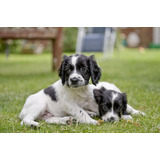 Cachorros Springer Spaniel Inglés Disponible