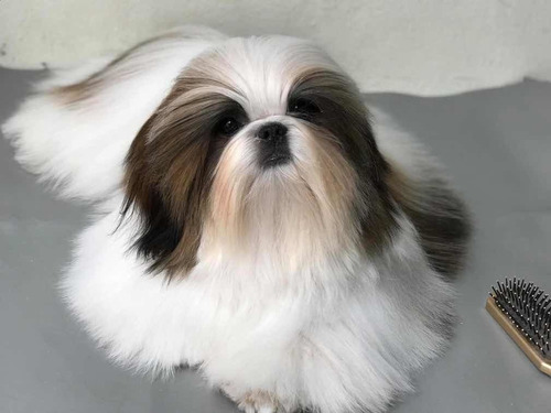 Cachorros Shih Tzu Machos