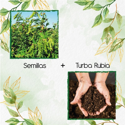 100 Semillas De Planta Guandul + Turba De Germinación