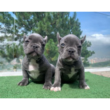 Vendo Adorables Cachorros Bulldog Francés Blue 