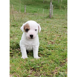 Cachorros Jack Russell Bogotá Animal Pets Colombia 