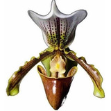 Orquídea Sapatinho Paphiopedilum Adulto - Kit Com 3 Mudas