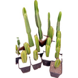 Cactus Euphorbia, Yucas Y Aloe Vera, Enraizados Y Robustos