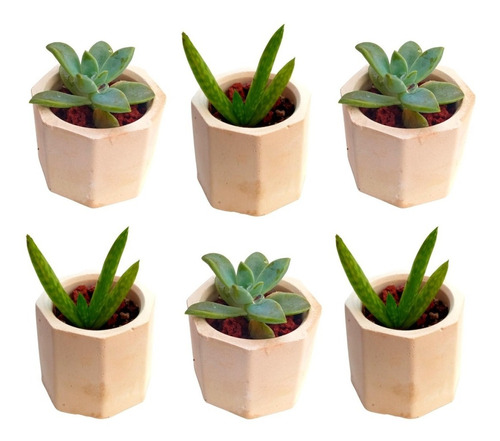 6 Macetas De Concreto Para Cactus Y Suculentas Minimalistas 