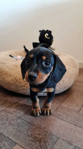 Cachorros Salchichas Mini Puros Dachshund 