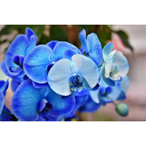 200 Semillas De Orquídea Azul Fluorescentes, Mas Regalo 