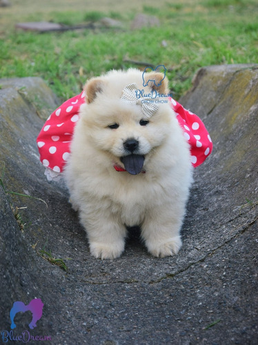 Cachorros Chow Chow Con Pedigrí Varios Colores