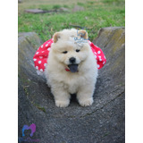 Cachorros Chow Chow Con Pedigrí Varios Colores