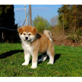 Mayestático Akita Criadero Mascotas Saint Daniel 35