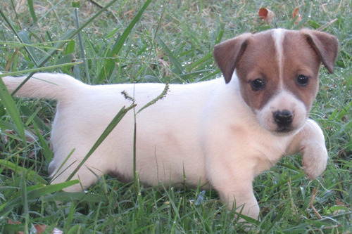 Jack Macho Bicolor (seña)