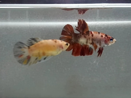 Bettas De Linhagem Koi