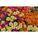 Planta Crisantemo Plantin Flores Color Deco Jardin