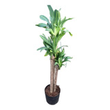 Planta Palo De Agua, Dracena Fragans, Ideal Living 1.50mts