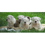 Cachorro Bulldog Ingles Criadero Pedigree Opcional 