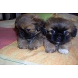 Cachorros Pekines En Cordoba. Envios