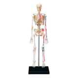 -torso, Modelo De Cuerpo Humano, Partes Extraíbles, Órganos