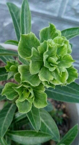  Adenium Color Verdoso , Rosa Del Desierto