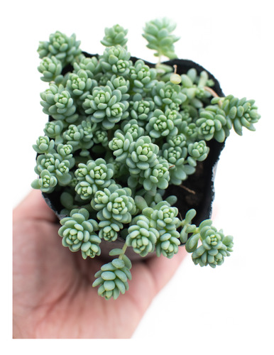 Sedum Dasyphyllum Major Suculenta Colección N° 8