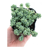 Sedum Dasyphyllum Major Suculenta Colección N° 8