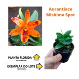 Orquídea Aurantiaca Mishima Spot - Muda