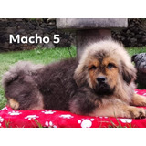 Cachorros Mastín Tibetano 