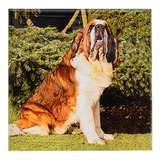 Baldosa Ceramica 3drose Saint Bernard, 4 Pulgadas