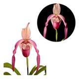 Orquidea Sapatinho Phragmipedium Schroederae Planta Adulta!!