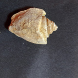 Piedra Natural Caracol Fósil 